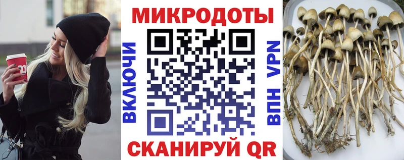 hydra ссылка  Тбилисская  Псилоцибиновые грибы Psilocybe 